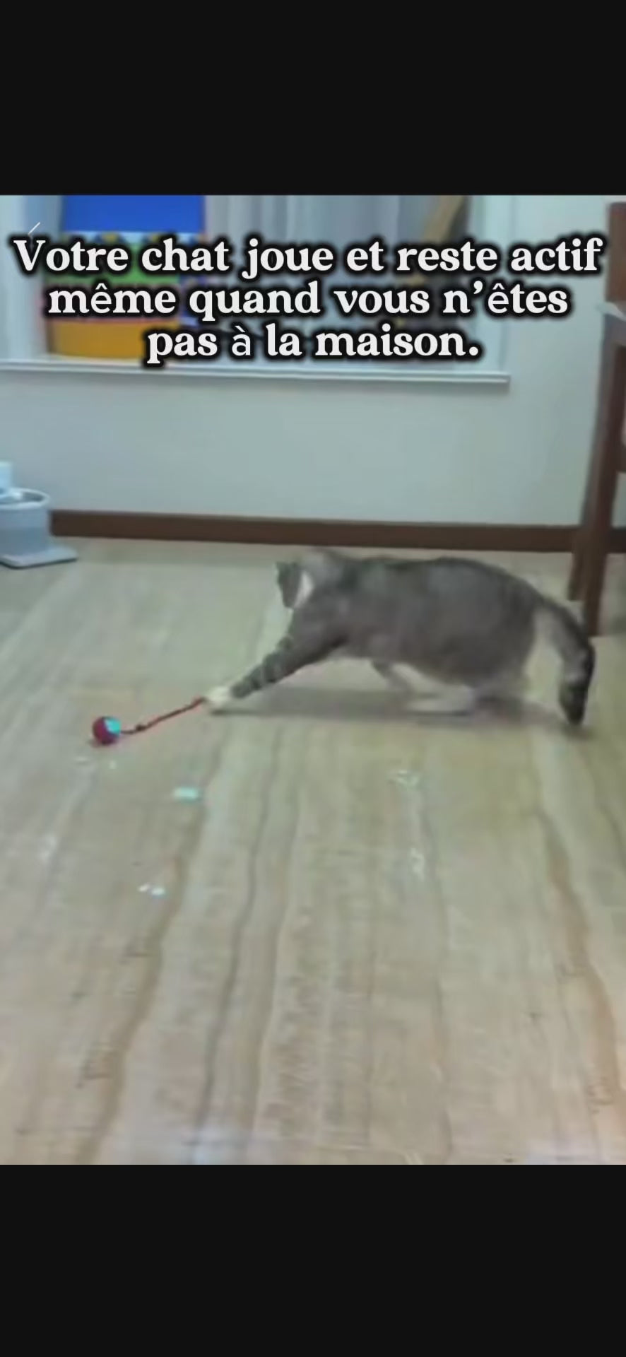 Votre chat s’ennuie ? Cette balle le rendra fou en 5 secondes 😻